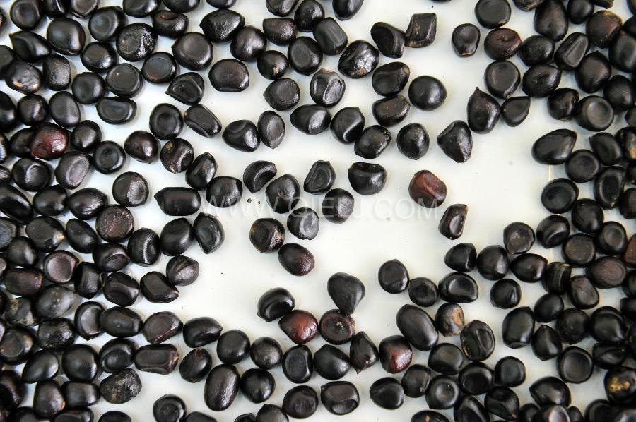 牡丹籽油設(shè)備 牡丹籽油榨油精煉生產(chǎn)線(圖2) 牡丹籽油設(shè)備 牡丹籽油榨油精煉生產(chǎn)線(圖2)