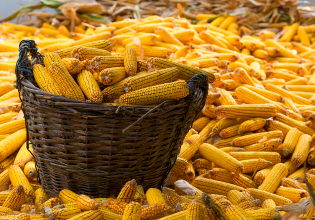 玉米供求關(guān)系影響著價(jià)格，2022年我國(guó)玉米播種面積和產(chǎn)量或?qū)⒊掷m(xù)增加(圖1)