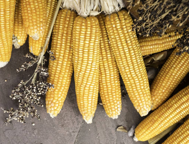 玉米供求關(guān)系影響著價(jià)格，2022年我國(guó)玉米播種面積和產(chǎn)量或?qū)⒊掷m(xù)增加(圖2)