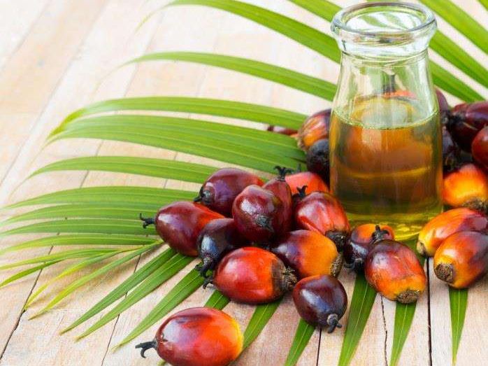 如何投資建設(shè)棕櫚油加工廠？企鵝糧油機械在線為您答疑解惑(圖1)