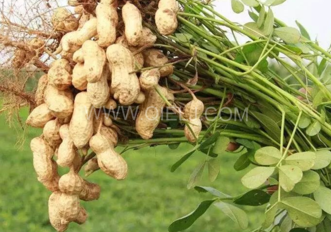 企鵝機(jī)械提供全套花生油提取設(shè)備，服務(wù)周到獲稱贊(圖1)