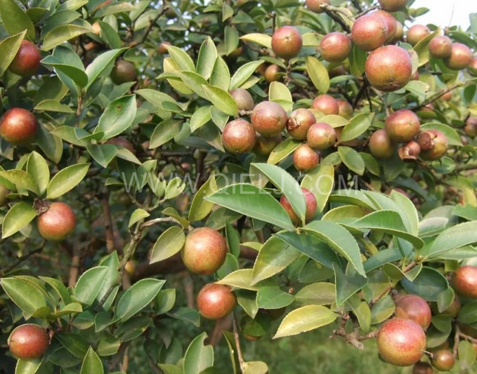 茶籽油壓榨設(shè)備認準企鵝機械，性能穩(wěn)定操作便利(圖1)