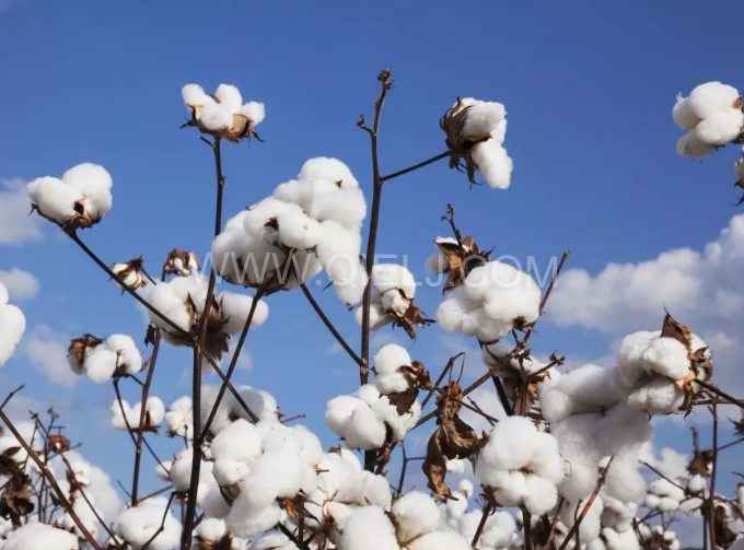 棉籽油精煉設(shè)備，充分脫離棉酚生產(chǎn)健康營養(yǎng)油(圖1)